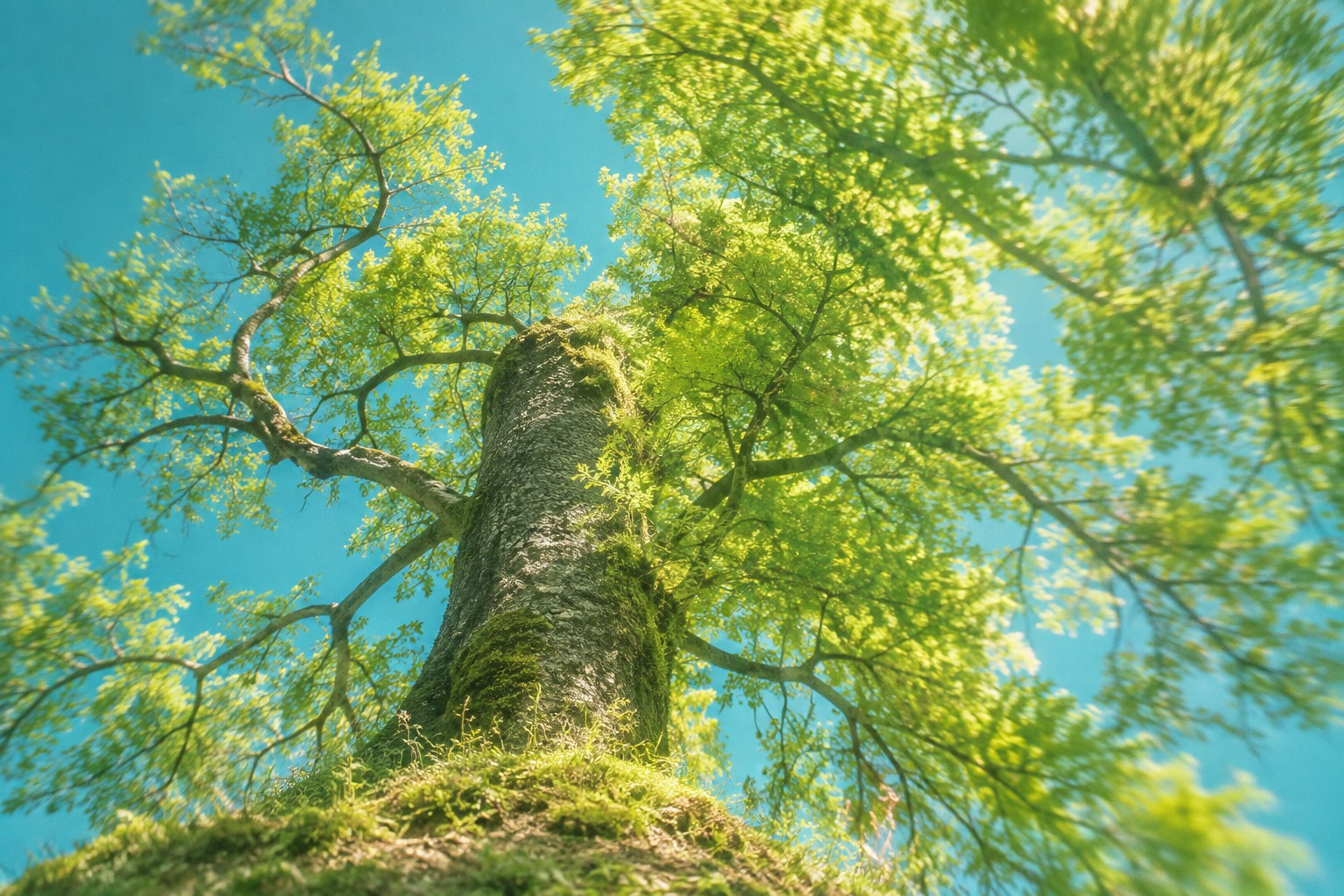 A lime-green tree reaching into a turquoise summer sky
