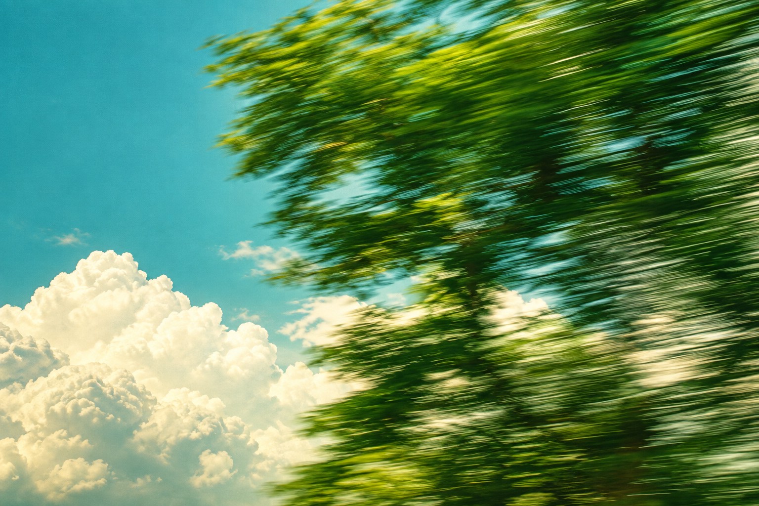 Soft green leaves in motion