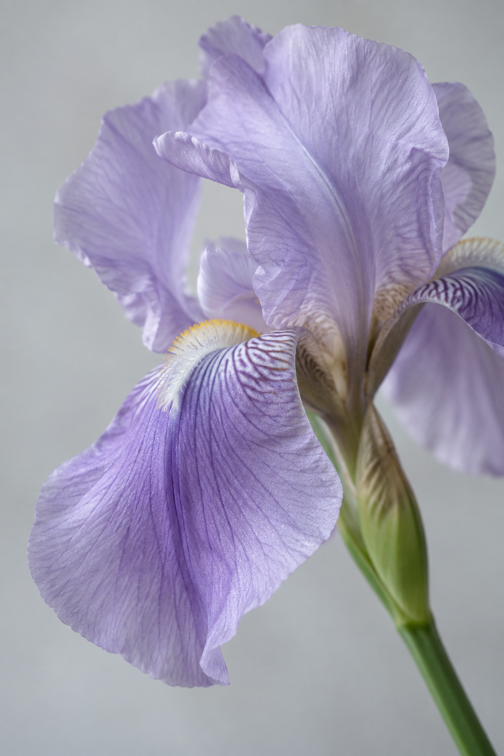 Sculptural lavender iris
